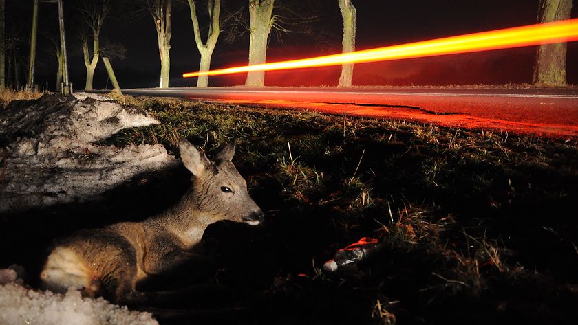 Was tun nach einem Wildunfall? (© Gettyimages / wrzesientomek)