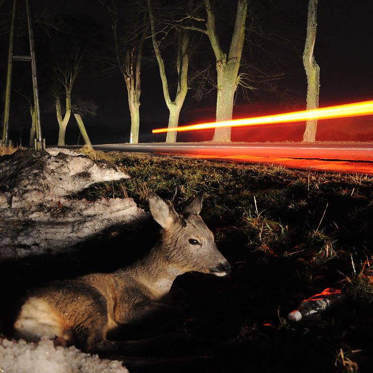Was tun nach einem Wildunfall? (© Gettyimages / wrzesientomek)