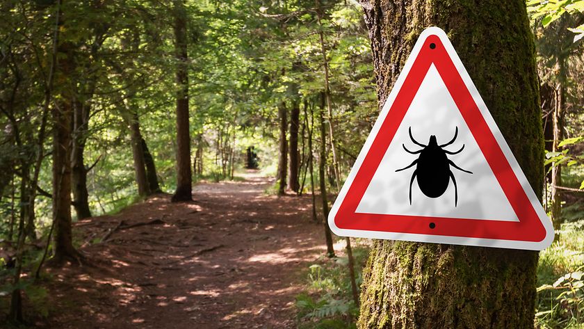 Der Zeckenbiss: Kein Unfall, dennoch oft versichert (© Getty Images / 24K-Production)