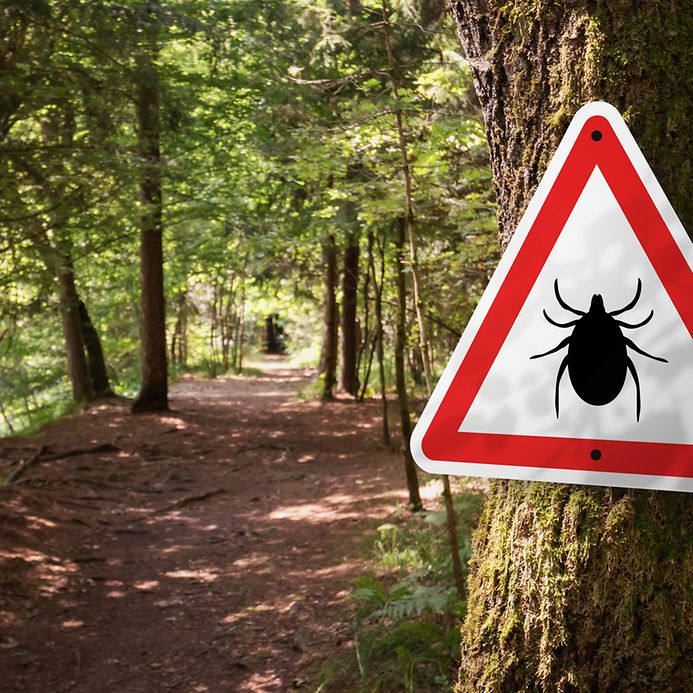Der Zeckenbiss: Kein Unfall, dennoch oft versichert (© Getty Images / 24K-Production)