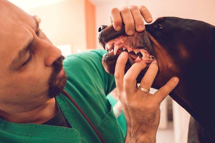 Hund beißt Tierarzt (© gettyimages)