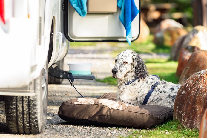 Im Campingurlaub fällt eine Frau über den liegenden Hund des befreundeten Ehepaares. (© gettyimages)